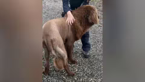 Il n'est pas recommandé de raser une race à double pelage.