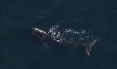 La baleine a été repérée une nouvelle fois en novembre 2025 au large de Boston (États-Unis).