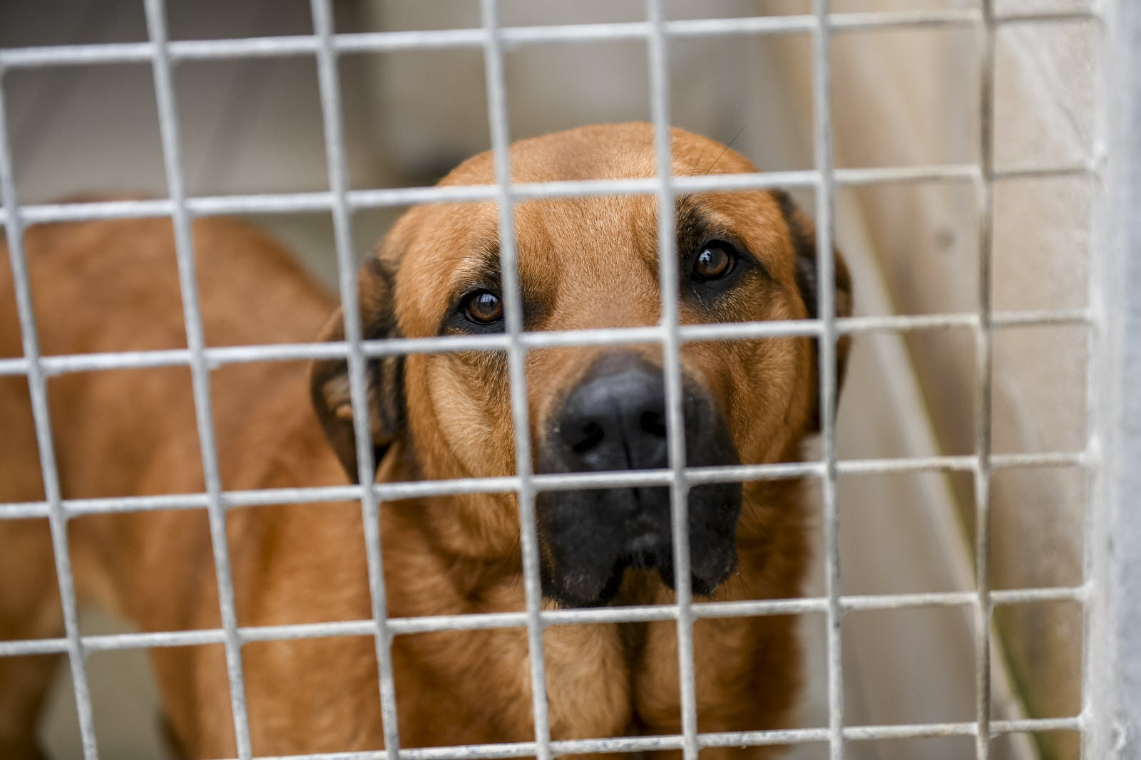 Augmentation des abandons d'animaux pour raisons financières