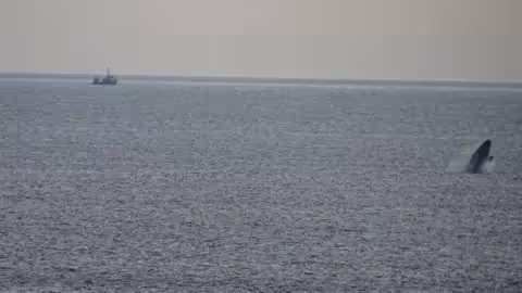 La baleine avait été observée près de Killybegs, dans le comté de Donegal, en 2024.