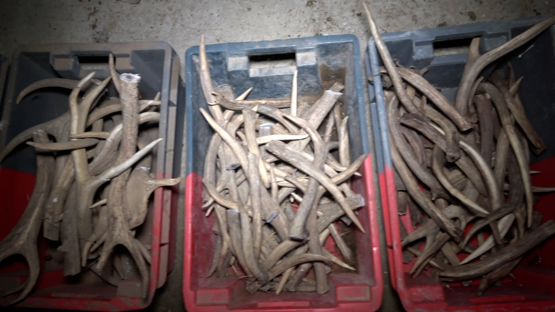 Autorisation d'abattre des cerfs à Neuchâtel