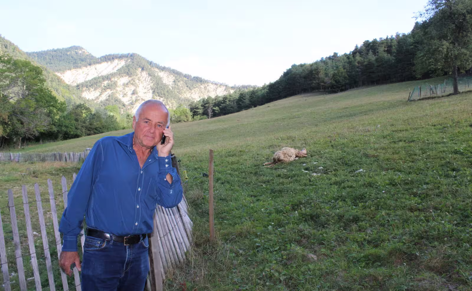 Attaque de loup sur des lamas dans le canton de Berne