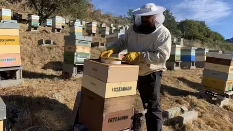 José Antonio Bruña affirme que ses abeilles produiront moins de miel pendant plusieurs années.