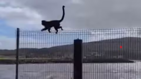 Joey sur une clôture à la jetée de Buncrana dans le comté de Donegal